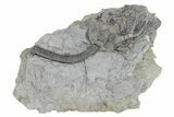 Fossil Crinoid (Pellecrinus) - Monroe County, Indiana #231992-1